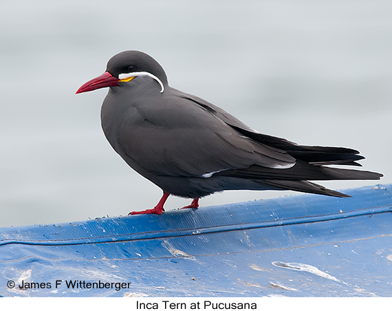 Inca Tern - © James F Wittenberger and Exotic Birding LLC