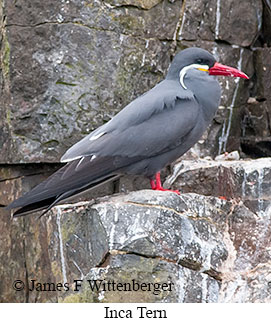 Inca Tern - © James F Wittenberger and Exotic Birding LLC