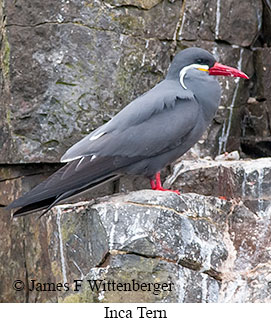 Inca Tern - © James F Wittenberger and Exotic Birding LLC Inca Tern - © James F Wittenberger and Exotic Birding LLC