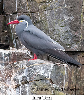 Inca Tern - © James F Wittenberger and Exotic Birding LLC