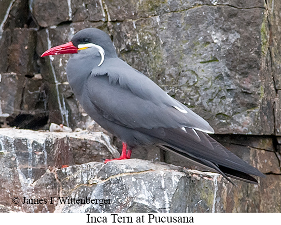 Inca Tern - © James F Wittenberger and Exotic Birding LLC