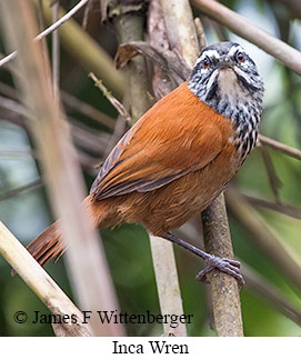 Inca Wren - © James F Wittenberger and Exotic Birding LLC