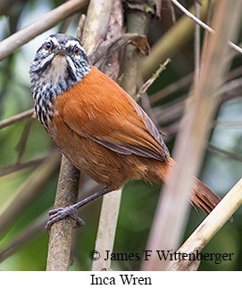 Inca Wren - © James F Wittenberger and Exotic Birding LLC Inca Wren - © James F Wittenberger and Exotic Birding LLC