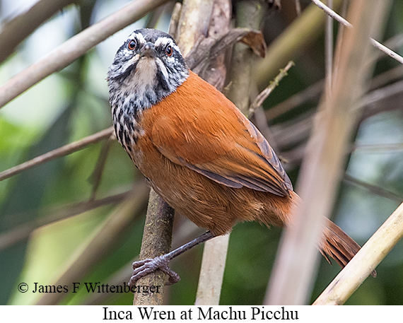 Inca Wren - © James F Wittenberger and Exotic Birding LLC Inca Wren - © James F Wittenberger and Exotic Birding LLC