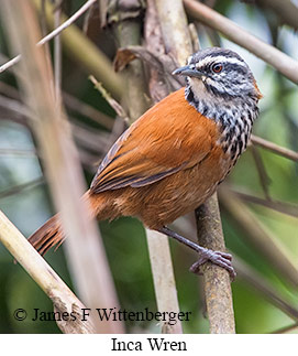 Inca Wren - © James F Wittenberger and Exotic Birding LLC