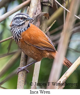 Inca Wren - © James F Wittenberger and Exotic Birding LLC