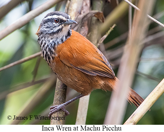 Inca Wren - © James F Wittenberger and Exotic Birding LLC