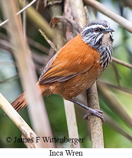Inca Wren - © James F Wittenberger and Exotic Birding LLC Inca Wren - © James F Wittenberger and Exotic Birding LLC