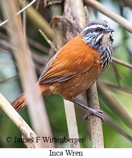 Inca Wren - © James F Wittenberger and Exotic Birding LLC