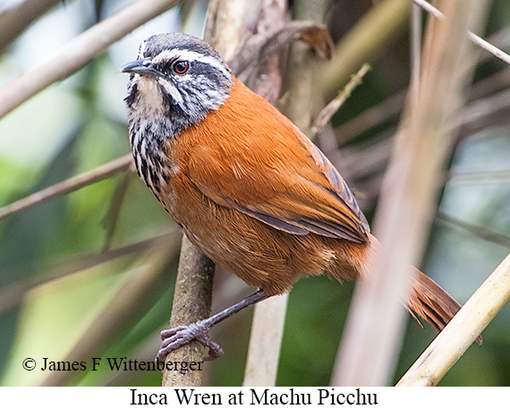 Inca Wren - © James F Wittenberger and Exotic Birding LLC