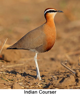 Indian Courser - courtesy Leio De Souza