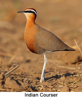 Indian Courser - courtesy Leio De Souza