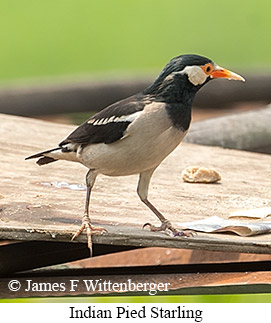 Indian Pied Starling - © James F Wittenberger and Exotic Birding LLC