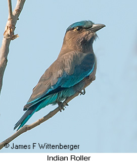 Indian Roller - © James F Wittenberger and Exotic Birding LLC