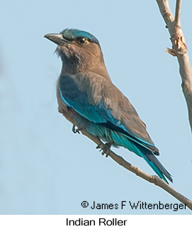 Indian Roller - © James F Wittenberger and Exotic Birding LLC