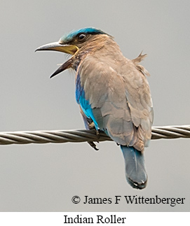Indian Roller - © James F Wittenberger and Exotic Birding LLC