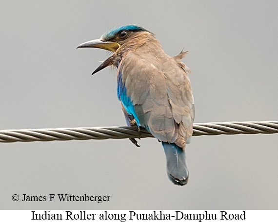 Indian Roller - © James F Wittenberger and Exotic Birding LLC