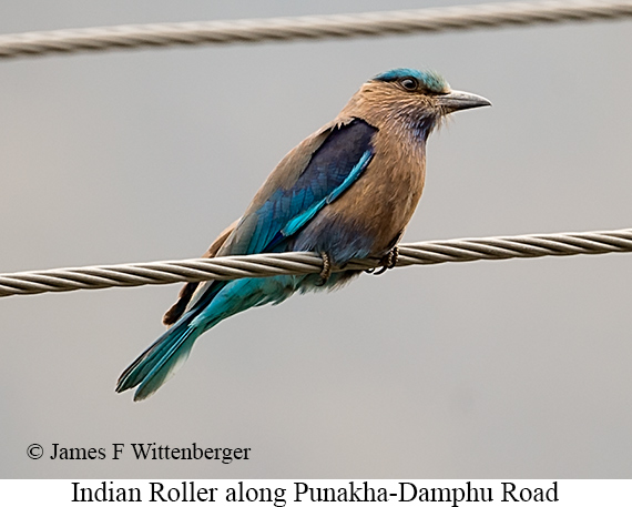 Indian Roller - © James F Wittenberger and Exotic Birding LLC