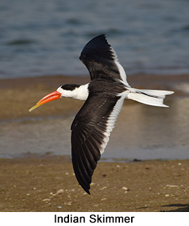 Indian Skimmer - courtesy Leio De Souza