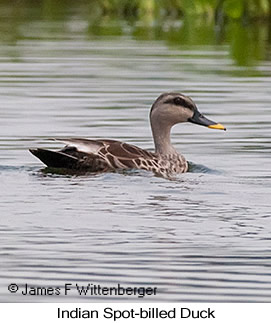 Indian Spot-billed Duck - © James F Wittenberger and Exotic Birding LLC