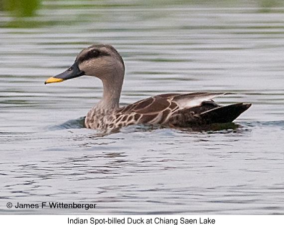 Indian Spot-billed Duck - © James F Wittenberger and Exotic Birding LLC