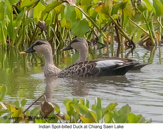 Indian Spot-billed Duck - © James F Wittenberger and Exotic Birding LLC