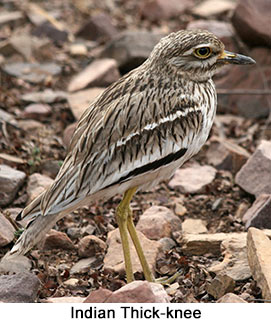 Indian Thick-knee - courtesy Leio De Souza