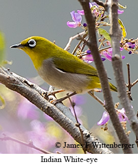 Indian White-eye - © James F Wittenberger and Exotic Birding LLC