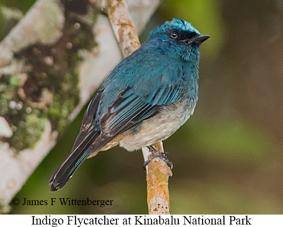 Indigo Flycatcher - © James F Wittenberger and Exotic Birding LLC Indigo Flycatcher - © James F Wittenberger and Exotic Birding LLC