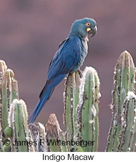 Indigo Macaw - © James F Wittenberger and Exotic Birding LLC