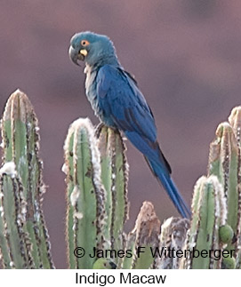 Indigo Macaw - © James F Wittenberger and Exotic Birding LLC