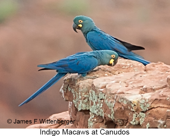 Indigo Macaw - © James F Wittenberger and Exotic Birding LLC Indigo Macaw - © James F Wittenberger and Exotic Birding LLC