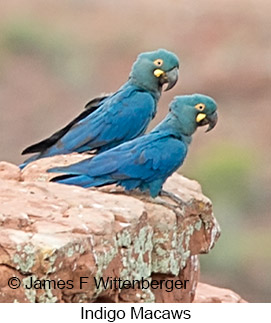 Indigo Macaw - © James F Wittenberger and Exotic Birding LLC