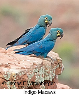 Indigo Macaw - © James F Wittenberger and Exotic Birding LLC Indigo Macaw - © James F Wittenberger and Exotic Birding LLC