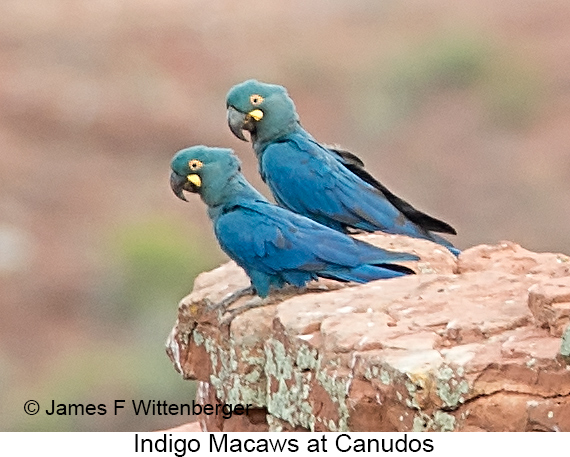 Indigo Macaw - © James F Wittenberger and Exotic Birding LLC