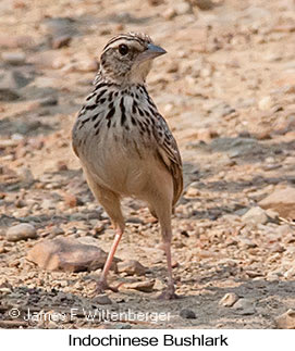 Indochinese Bushlark - © James F Wittenberger and Exotic Birding LLC