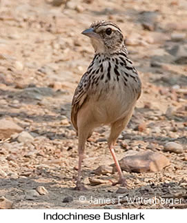 Indochinese Bushlark - © James F Wittenberger and Exotic Birding LLC