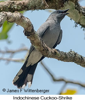 Indochinese Cuckooshrike - © James F Wittenberger and Exotic Birding LLC