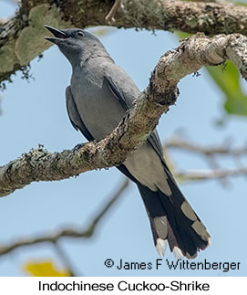 Indochinese Cuckooshrike - © James F Wittenberger and Exotic Birding LLC