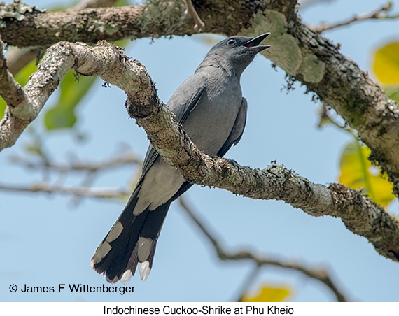 Indochinese Cuckooshrike - © James F Wittenberger and Exotic Birding LLC