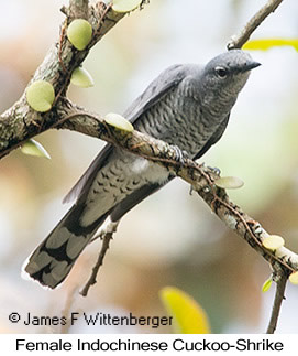 Indochinese Cuckooshrike - © James F Wittenberger and Exotic Birding LLC