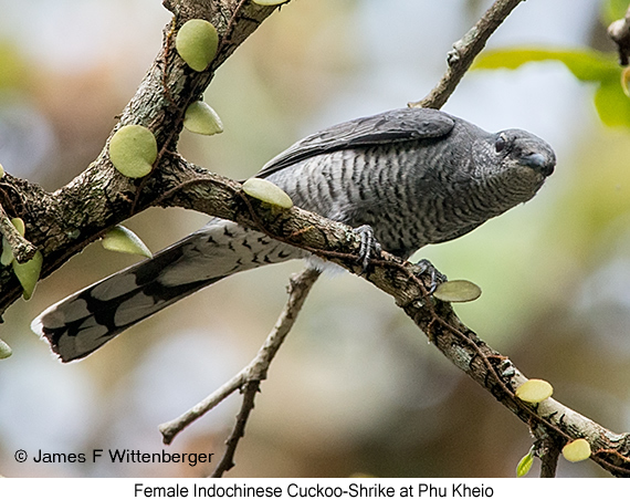 Indochinese Cuckooshrike - © James F Wittenberger and Exotic Birding LLC
