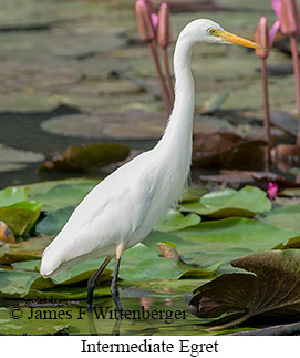 Intermediate Egret - &copy; James F Wittenberger and Exotic Birding LLC