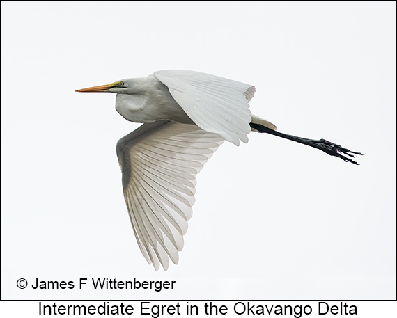 Intermediate Egret - © The Photographer and Exotic Birding LLC