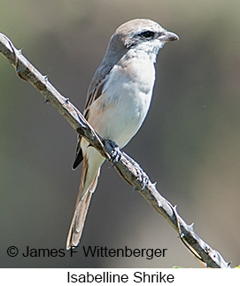 Isabelline Shrike - © James F Wittenberger and Exotic Birding LLC