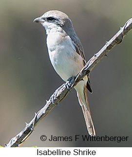 Isabelline Shrike - © James F Wittenberger and Exotic Birding LLC