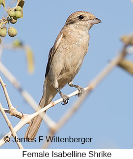 Isabelline Shrike - © James F Wittenberger and Exotic Birding LLC Isabelline Shrike - © James F Wittenberger and Exotic Birding LLC