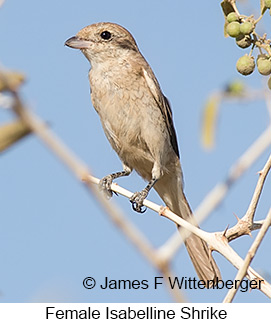 Isabelline Shrike - © James F Wittenberger and Exotic Birding LLC Isabelline Shrike - © James F Wittenberger and Exotic Birding LLC