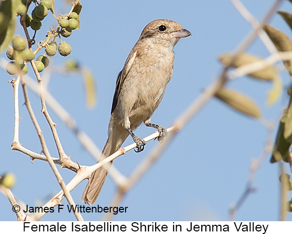 Isabelline Shrike - © James F Wittenberger and Exotic Birding LLC