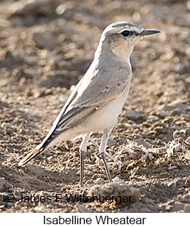 Isabelline Wheatear - © James F Wittenberger and Exotic Birding LLC